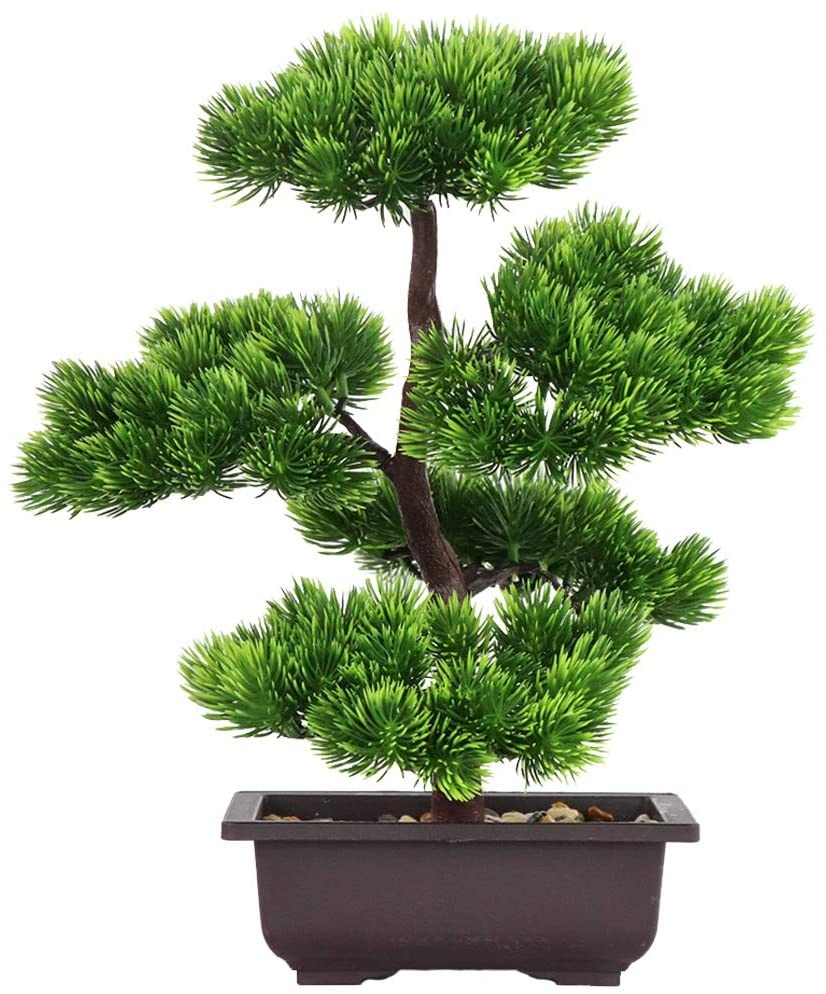 Japanese Garden Bonsai - ต้นบอนไซไม้สนญี่ปุ่นสำหรับตกแต่งบ้าน, ต้นไม้ในกระถาง, สำหรับตั้งโชว์บนโต๊ะ, สูง 33 ซม.